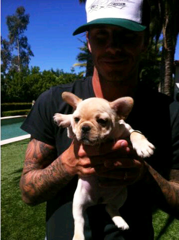 <b>Beckhams' New Pup...</b>
