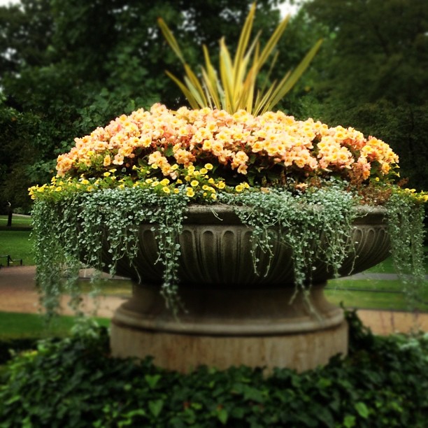 Beautiful Flowers in Regent's Park 