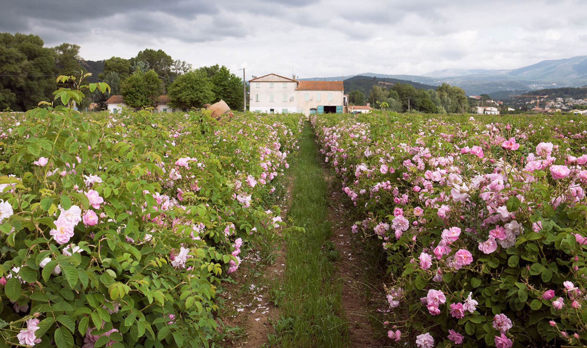 May Rose fields in Grasse, France.